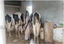 समूह से बदली जिंदगी, डेयरी और खेती से ‘लखपति दीदी’ बनीं माधुरी