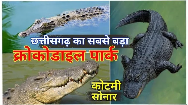 मगरमच्छ संरक्षण से चमका कोटमीसोनार का नाम मगरमच्छ संरक्षण से चमका कोटमीसोनार का नाम