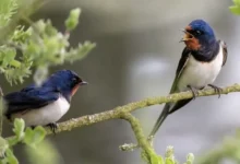 खैरागढ़ के ईको कैंप छिंदारी में ‘बर्डवॉक’ बना आकर्षण का केंद्र