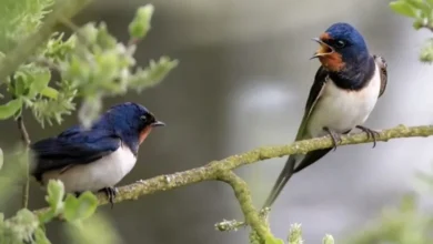 खैरागढ़ के ईको कैंप छिंदारी में ‘बर्डवॉक’ बना आकर्षण का केंद्र