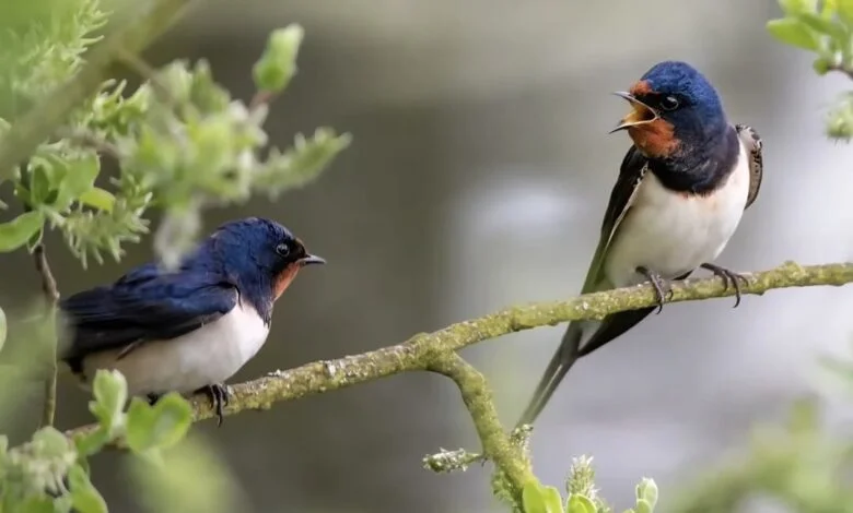 खैरागढ़ के ईको कैंप छिंदारी में ‘बर्डवॉक’ बना आकर्षण का केंद्र