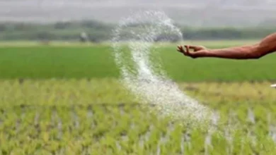 गैस आपूर्ति बढ़ने से यूरिया उत्पादन में 23% का बड़ा उछाल