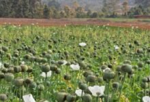 अफीम की अवैध खेती पर मुख्यमंत्री श्री विष्णु देव साय का कड़ा रुख