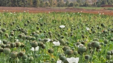 अफीम की अवैध खेती पर मुख्यमंत्री श्री विष्णु देव साय का कड़ा रुख