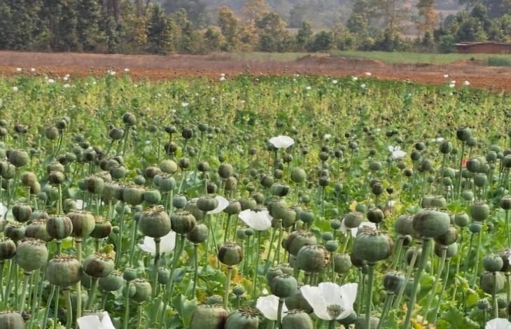 अफीम की अवैध खेती पर मुख्यमंत्री श्री विष्णु देव साय का कड़ा रुख