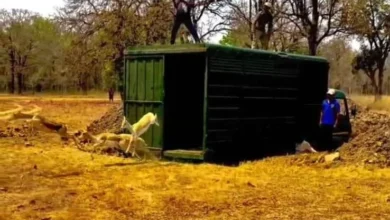 वन विभाग की बड़ी उपलब्धि : बारनवापारा का रामपुर ग्रासलैंड फिर हुआ काले हिरणों से आबाद