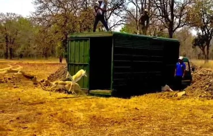 वन विभाग की बड़ी उपलब्धि : बारनवापारा का रामपुर ग्रासलैंड फिर हुआ काले हिरणों से आबाद
