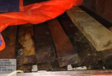 लकड़ी के अवैध परिवहन पर कार्रवाई, पिकअप वाहन जब्त