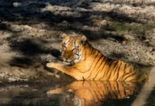 खिवनी अभयारण्य बनेगा वन्यजीव संरक्षण और इको-टूरिज्म का आदर्श मॉडल : मुख्यमंत्री