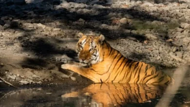 खिवनी अभयारण्य बनेगा वन्यजीव संरक्षण और इको-टूरिज्म का आदर्श मॉडल : मुख्यमंत्री
