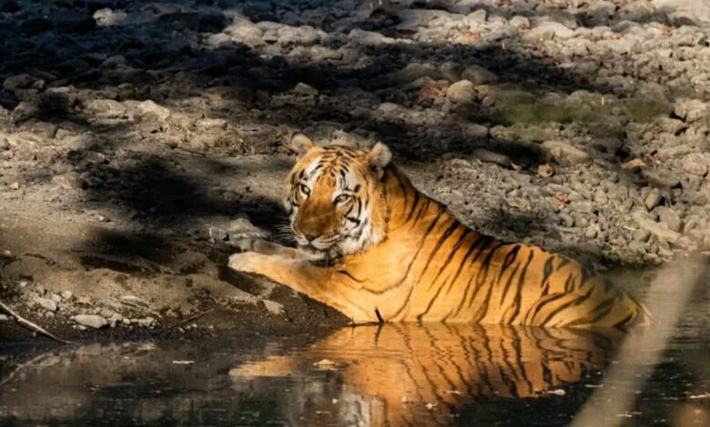 खिवनी अभयारण्य बनेगा वन्यजीव संरक्षण और इको-टूरिज्म का आदर्श मॉडल : मुख्यमंत्री
