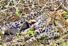 कूनो नेशनल पार्क-चीतों का नया घर ही नहीं, अब सफल ग्लोबल ब्रीडिंग सेंटर