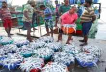 भारत के समुद्री खाद्य पदार्थों का निर्यात 72,000 करोड़ रुपये से अधिक, अमेरिका और चीन शीर्ष आयातक बने रहे