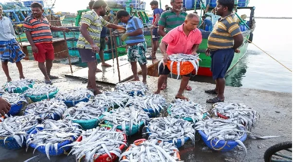भारत के समुद्री खाद्य पदार्थों का निर्यात 72,000 करोड़ रुपये से अधिक, अमेरिका और चीन शीर्ष आयातक बने रहे