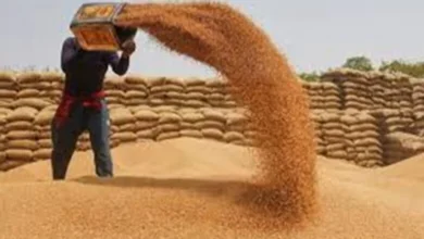 सरकार ने छत्तीसगढ़ में न्यूनतम समर्थन मूल्य खरीद को किया मजबूत, बिहार में पहली बार संगठित तरीके से दलहन खरीद
