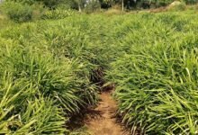 एक जिला एक उत्पाद योजना से बदली तस्वीर