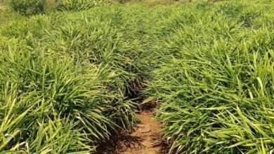 एक जिला एक उत्पाद योजना से बदली तस्वीर