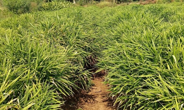 एक जिला एक उत्पाद योजना से बदली तस्वीर एक जिला एक उत्पाद योजना से बदली तस्वीर