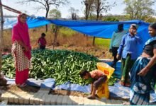 खीरा की खेती ने बदली सुभद्रा की जिंदगी