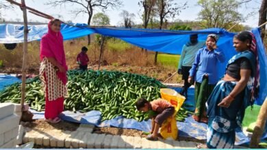 खीरा की खेती ने बदली सुभद्रा की जिंदगी