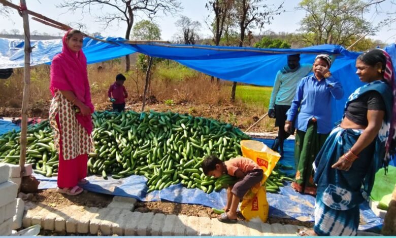 खीरा की खेती ने बदली सुभद्रा की जिंदगी खीरा की खेती ने बदली सुभद्रा की जिंदगी