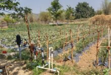 एकीकृत कृषि और आजीविका के लिए  “दीदी के बखरी “से आ रही नई क्रांति कांकेर जिले की पहल