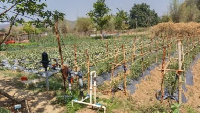 एकीकृत कृषि और आजीविका के लिए  “दीदी के बखरी “से आ रही नई क्रांति कांकेर जिले की पहल