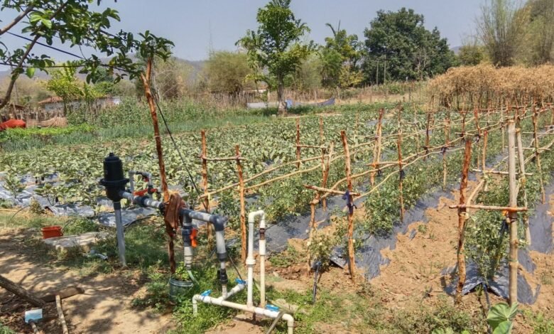 एकीकृत कृषि और आजीविका के लिए  “दीदी के बखरी “से आ रही नई क्रांति कांकेर जिले की पहल