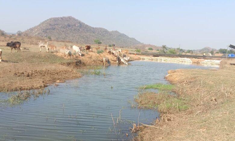 मनरेगा से पनारी नाले का जीर्णोद्धार: 1200 ग्रामीणों को पेयजल व सिंचाई का लाभ