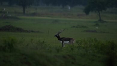 छत्तीसगढ़ का बरनवापारा अभयारण्य बना विलुप्ति के कगार पर पहुंचे काले हिरणों के पुनर्जीवन का मजबूत उदाहरण