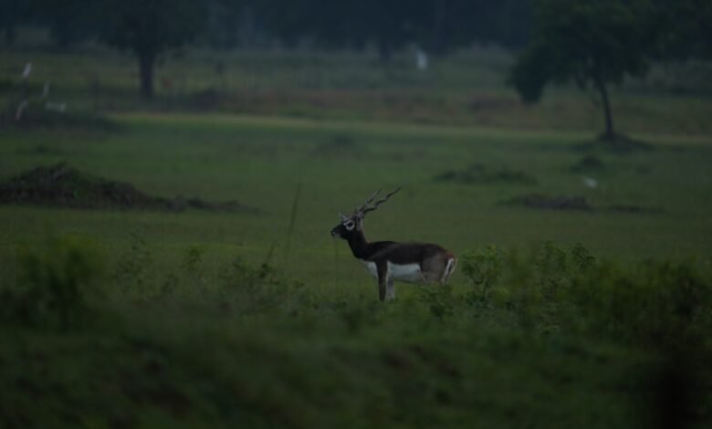 छत्तीसगढ़ का बरनवापारा अभयारण्य बना विलुप्ति के कगार पर पहुंचे काले हिरणों के पुनर्जीवन का मजबूत उदाहरण
