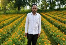 परंपरागत खेती छोड़ फूलों की खेती अपनाई, कम लागत में मिला ज्यादा मुनाफा