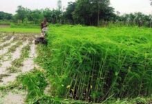 शेष लेख  हरी खाद- खेती में बढ़ेगा उत्पादन, मिट्टी की सेहत होगी बेहतर