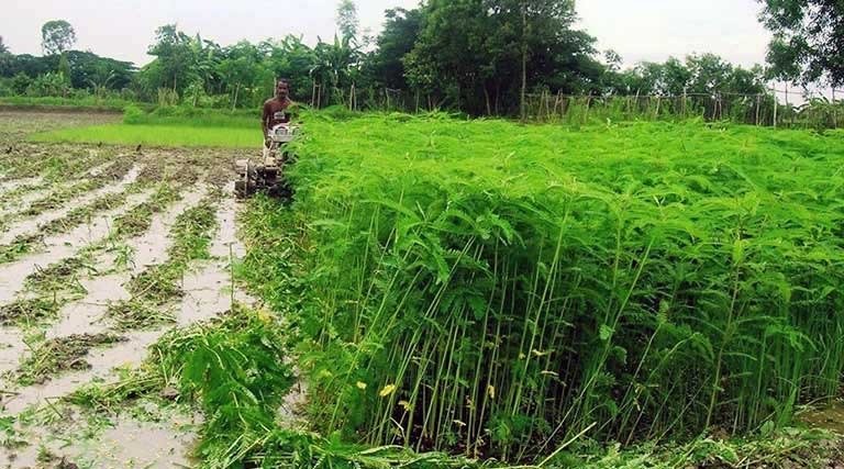शेष लेख  हरी खाद- खेती में बढ़ेगा उत्पादन, मिट्टी की सेहत होगी बेहतर