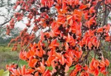 सफलता की कहानी पलाश फूल से बढ़ती आजीविका और समृद्धि