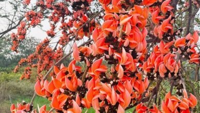 सफलता की कहानी पलाश फूल से बढ़ती आजीविका और समृद्धि