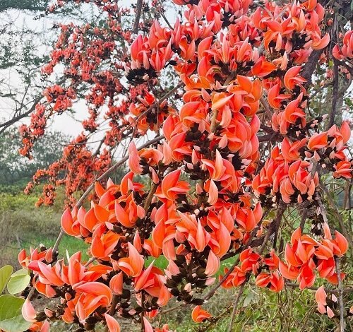 सफलता की कहानी पलाश फूल से बढ़ती आजीविका और समृद्धि