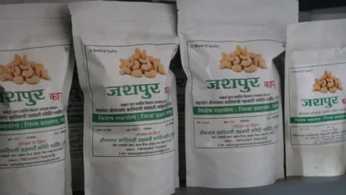 जशपुर का काजू बना किसानों की समृद्धि की नई पहचान
