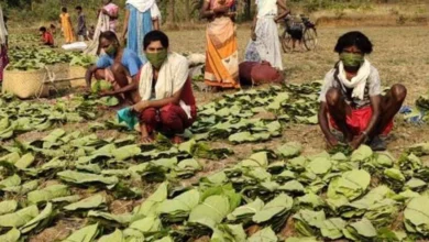 जगदलपुर वन वृत्त में जिला यूनियन अव्वल
