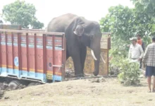 समूह से अलग होकर भटक रहे नर हाथी का सफल रेस्क्यू ऑपरेशन