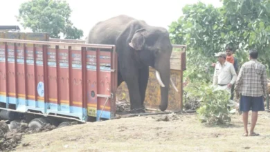 समूह से अलग होकर भटक रहे नर हाथी का सफल रेस्क्यू ऑपरेशन