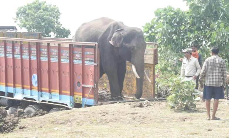 समूह से अलग होकर भटक रहे नर हाथी का सफल रेस्क्यू ऑपरेशन