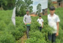 सफलता की कहानी  बिना केमिकल, बंपर मुनाफाः डोलनारायण की जैविक मिर्च ने बाजार में मचाई धूम