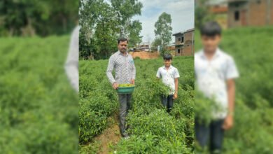 सफलता की कहानी  बिना केमिकल, बंपर मुनाफाः डोलनारायण की जैविक मिर्च ने बाजार में मचाई धूम