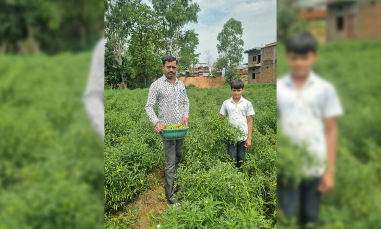 सफलता की कहानी  बिना केमिकल, बंपर मुनाफाः डोलनारायण की जैविक मिर्च ने बाजार में मचाई धूम
