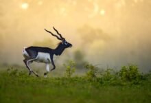 पारिस्थितिकी बहाली का छत्तीसगढ़ मॉडल – बारनवापारा में काले हिरणों की वापसी’