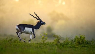 पारिस्थितिकी बहाली का छत्तीसगढ़ मॉडल – बारनवापारा में काले हिरणों की वापसी’