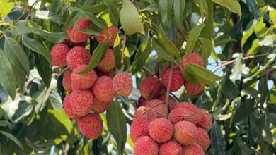 वैज्ञानिक उपलब्धि से मिला किसानों को आर्थिक संबल