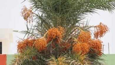 बस्तर की नई वैश्विक पहचान : जंगलों में फेंके जाने वाले छिंद के बीजों से तैयार हुई अनोखी हर्बल कॉफी