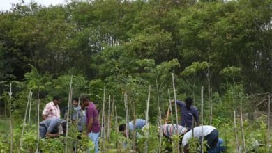 मियावकी वन तकनीक से हरित छत्तीसगढ़ की ओर बढ़ते कदम